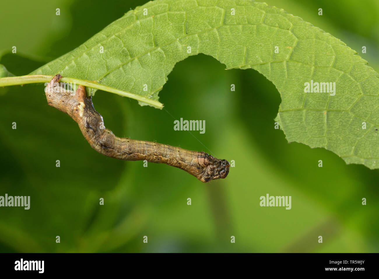 Larch looper, Blueberry lopper, Fir looper, Plum looper (Ectropis crepuscularia, Ectropis bistortata, Boarmia bistortata), caterpillar eating at bird cherry, Germany Stock Photo