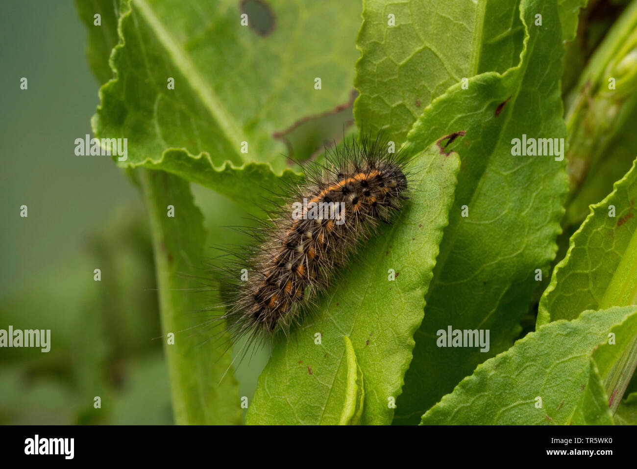ruby tiger (Phragmatobia fuliginosa), caterpillar eating at knotweed, Germany Stock Photo