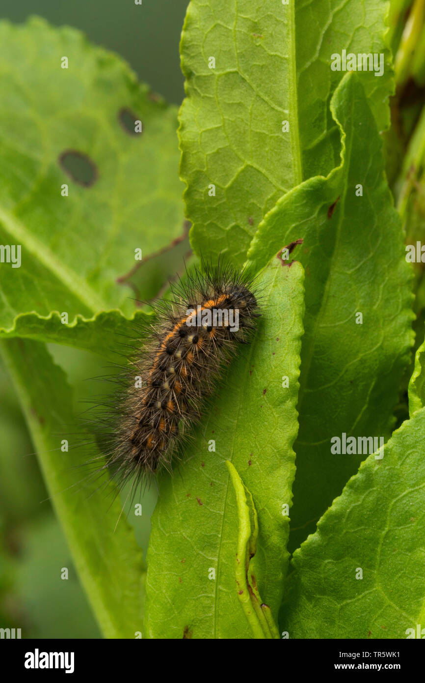 ruby tiger (Phragmatobia fuliginosa), caterpillar eating at knotweed, Germany Stock Photo