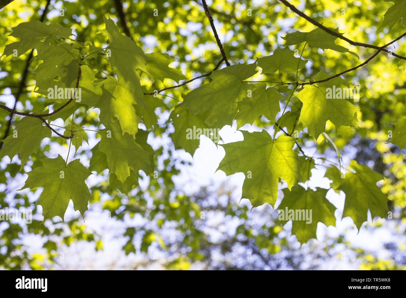 rock maple, sugar maple (Acer saccharum), leaves on a branch in backlight Stock Photo