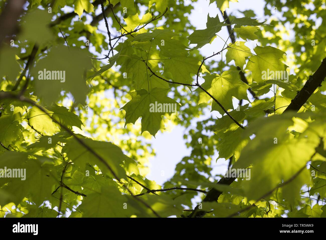 rock maple, sugar maple (Acer saccharum), leaves on a branch in backlight Stock Photo