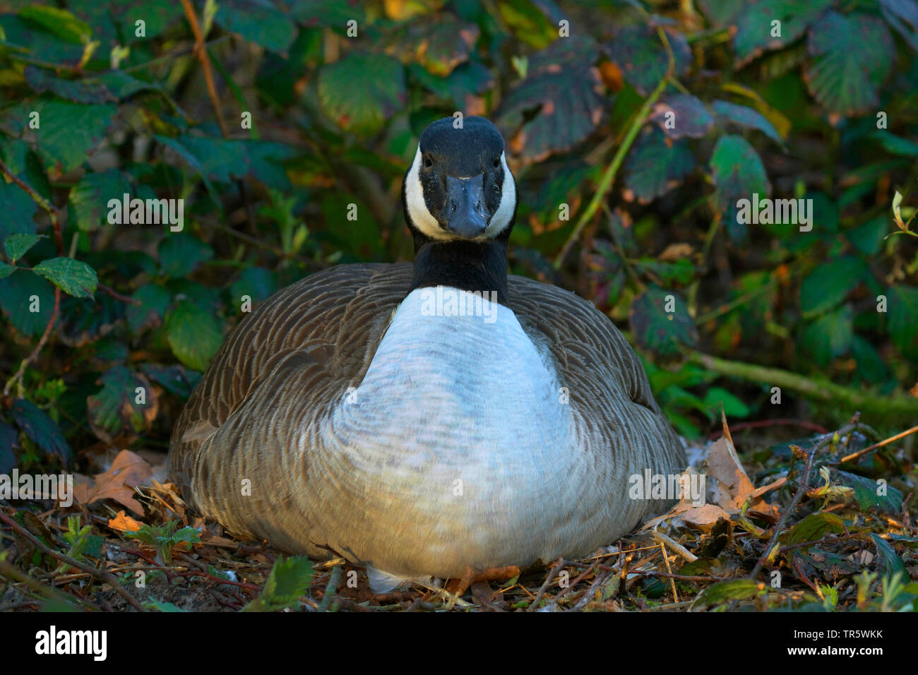 Breeding canada goose hi-res stock photography and images - Alamy
