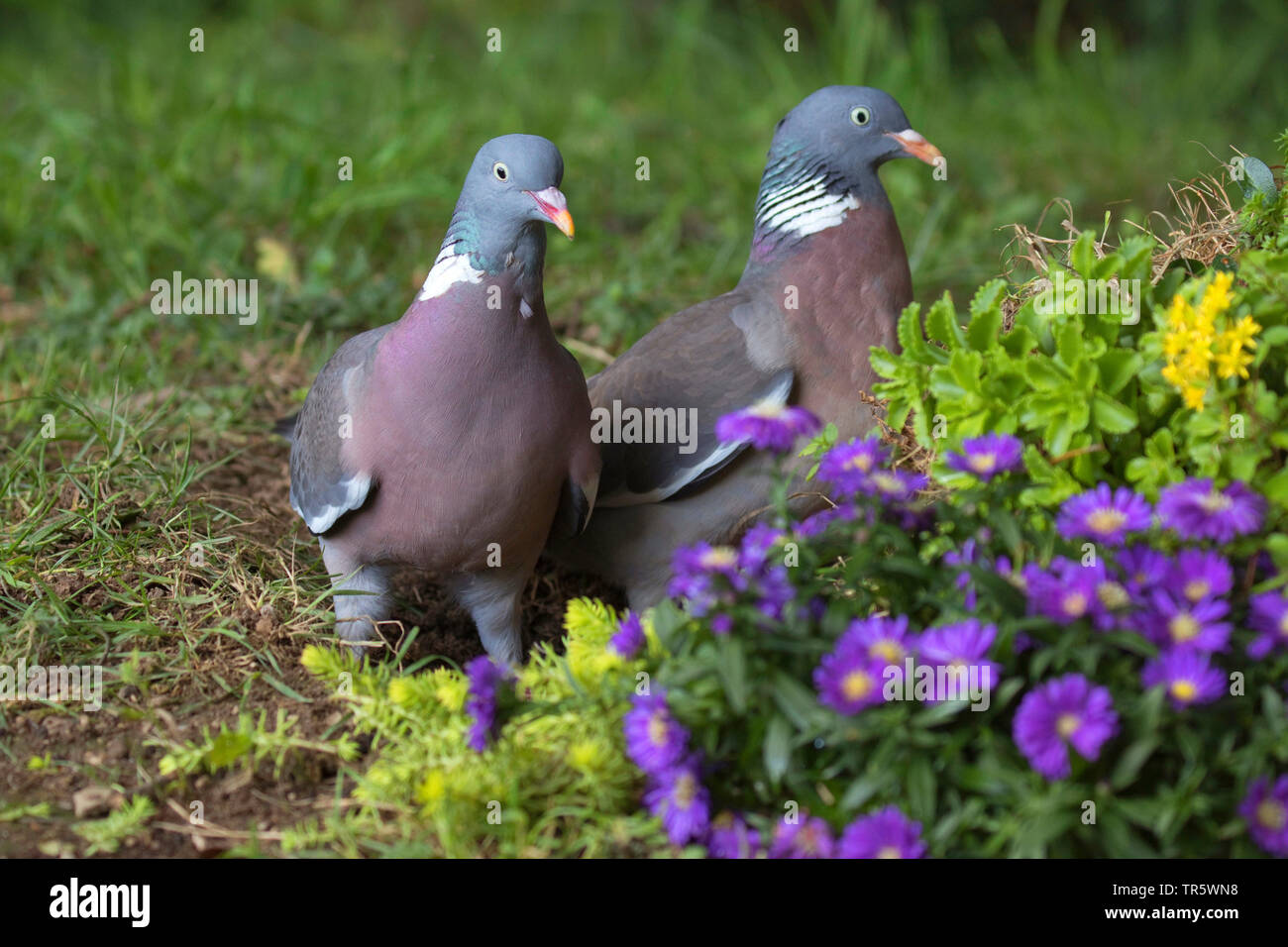 wood pigeon (Columba palumbus), sitting in a meadow in a garden, Germany, North Rhine-Westphalia Stock Photo