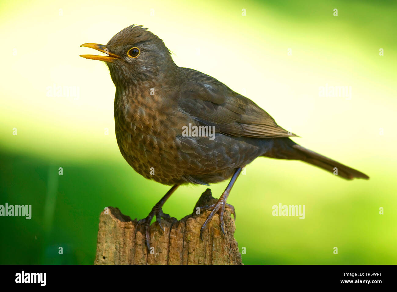 blackbird (Turdus merula), calling female on a wooden post, Germany, North Rhine-Westphalia, Bergisches Land Stock Photo