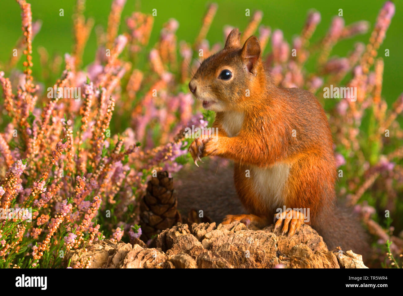 European red squirrel, Eurasian red squirrel (Sciurus vulgaris ...