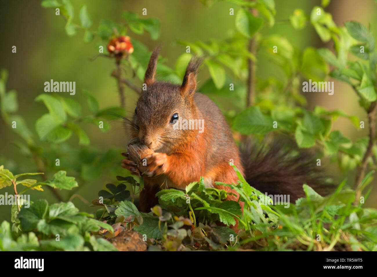 European red squirrel, Eurasian red squirrel (Sciurus vulgaris), peeling a hazelnut, front view, Germany, North Rhine-Westphalia Stock Photo
