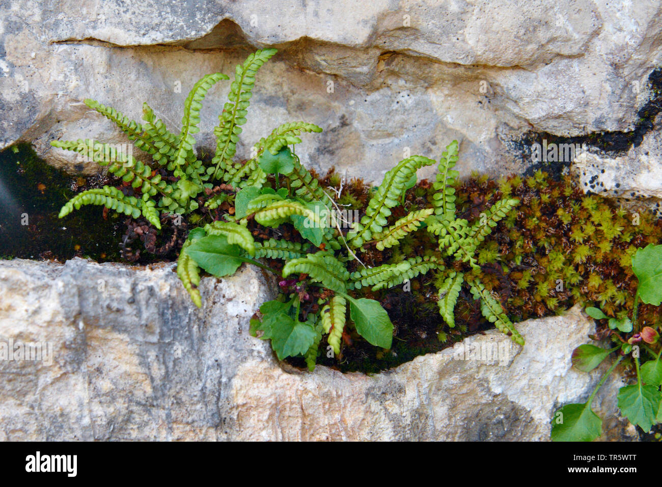 Green spleenwort (Asplenium viride), in a rock crevice, Germany, North Rhine-Westphalia Stock Photo
