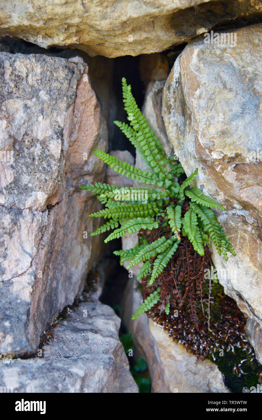 Green spleenwort (Asplenium viride), in a rock crevice, Germany Stock Photo