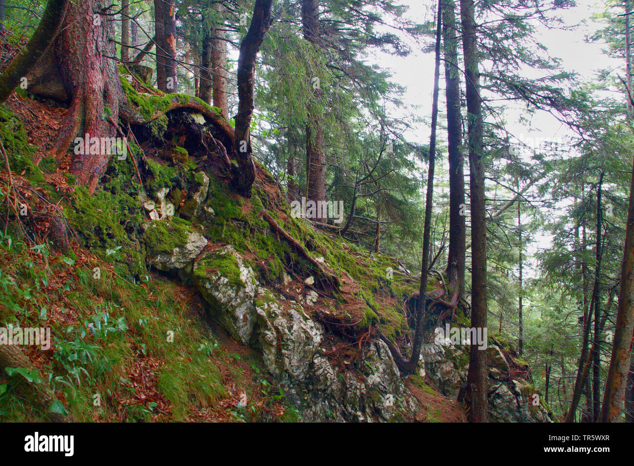 Rocky mountain forest hi-res stock photography and images - Alamy