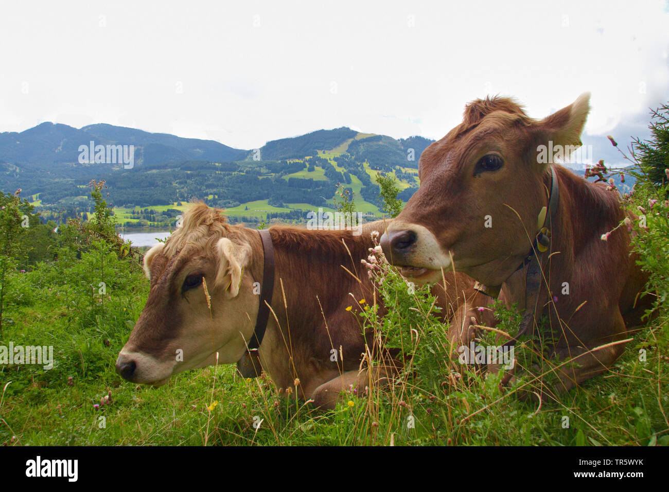 domestic cattle (Bos primigenius f. taurus), two cows on a meadow at lake Gruntensee, Germany, Bavaria, Allgaeu Stock Photo