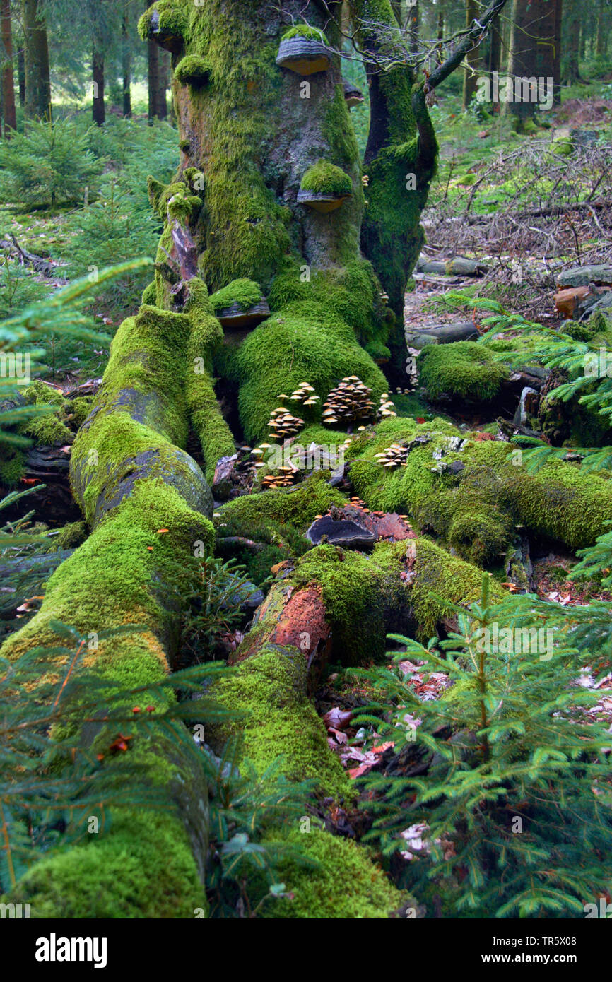 dead tree in a forest with mosses and mushrooms, Germany, North Rhine-Westphalia, Sauerland, Nordhelle Stock Photo