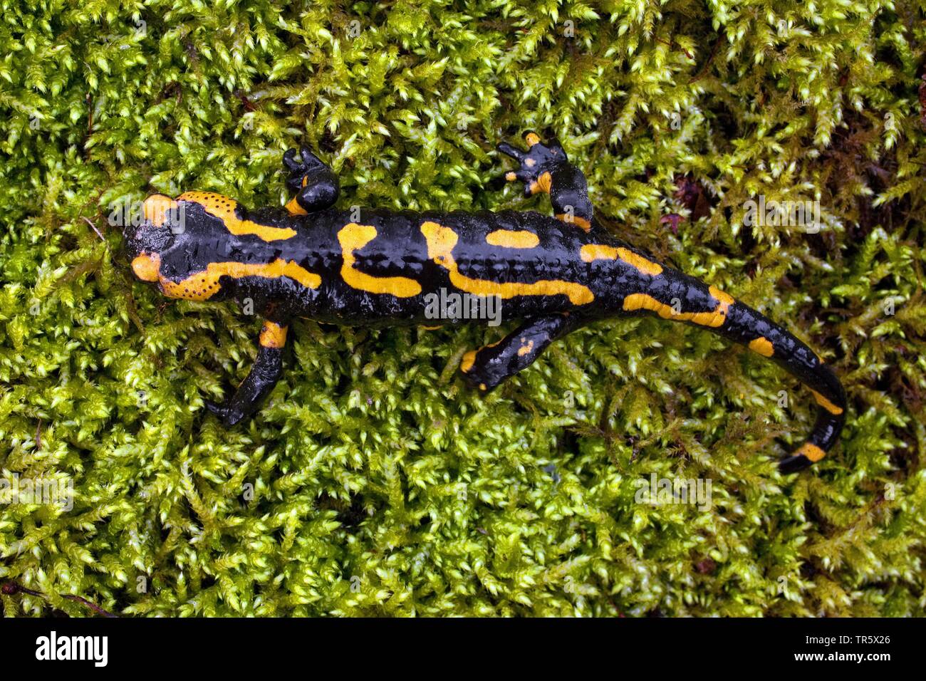 European Fire Salamander (Salamandra Salamandra), On Moss, Germany ...