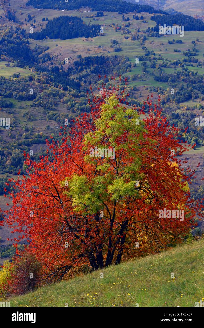Cherry tree, Sweet cherry (Prunus avium), cherry tree and ash on a slope in the autumn alps, France, Savoie, Bourg saint Maurice Stock Photo