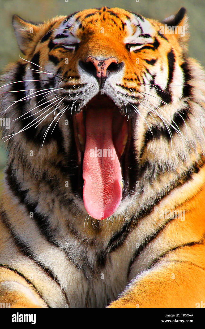tiger (Panthera tigris), yawning tiger, portrait Stock Photo