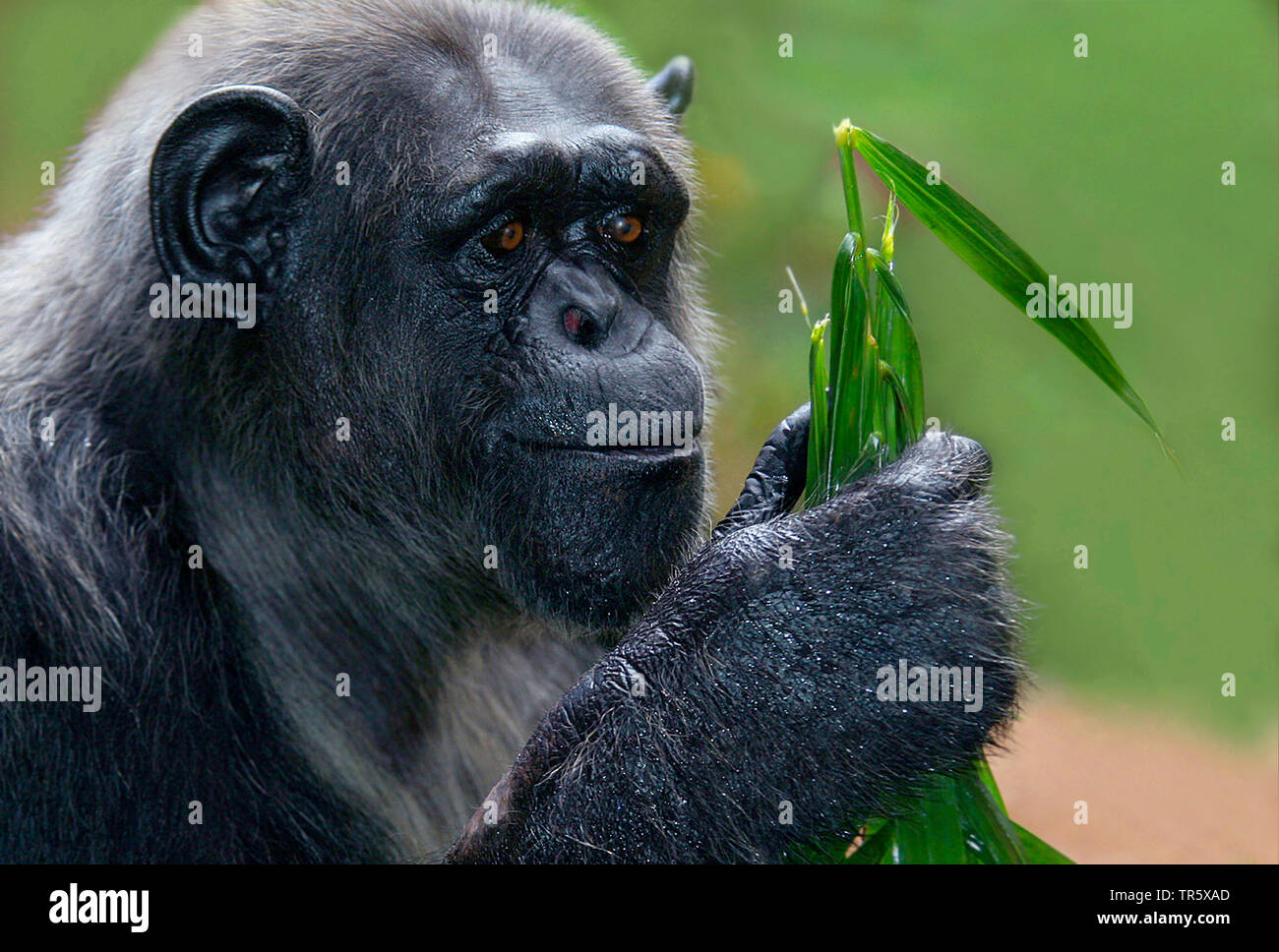 common chimpanzee (Pan troglodytes), portrait, examing parts of plant Stock Photo