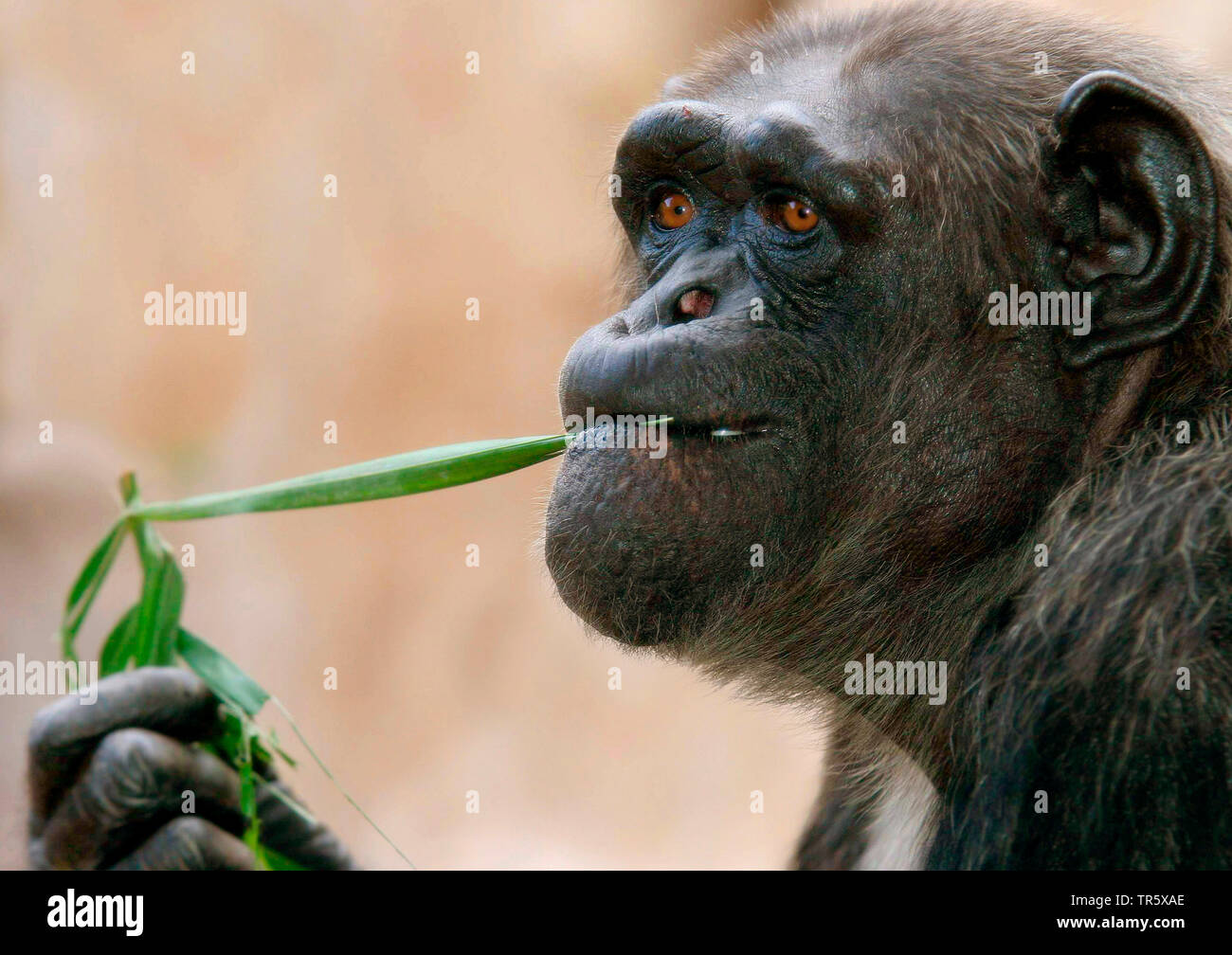 common chimpanzee (Pan troglodytes), portrait, nibbling at a part of plant Stock Photo