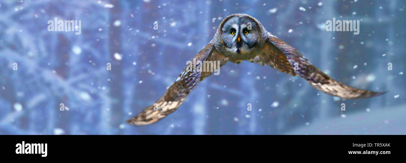great grey owl (Strix nebulosa), flying at snowfall, Sweden Stock Photo