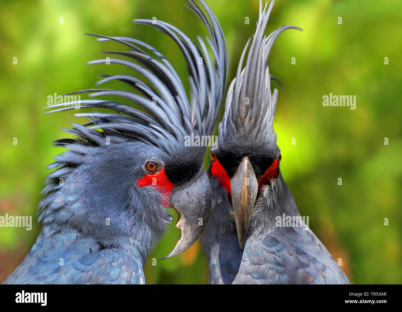 palm cockatoo (Probosciger aterrimus), pair, Australia Stock Photo