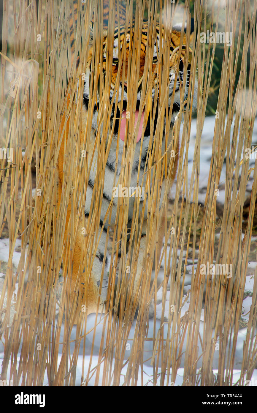 Siberian tiger, Amurian tiger (Panthera tigris altaica), hidden behind reed, front view Stock Photo