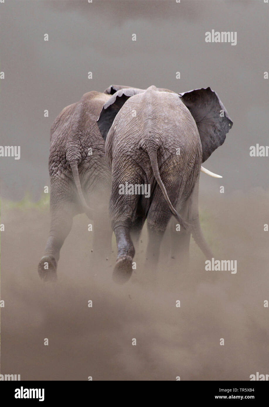 African elephant (Loxodonta africana), two fleeing elephants, rear view in a dustcloud Stock Photo