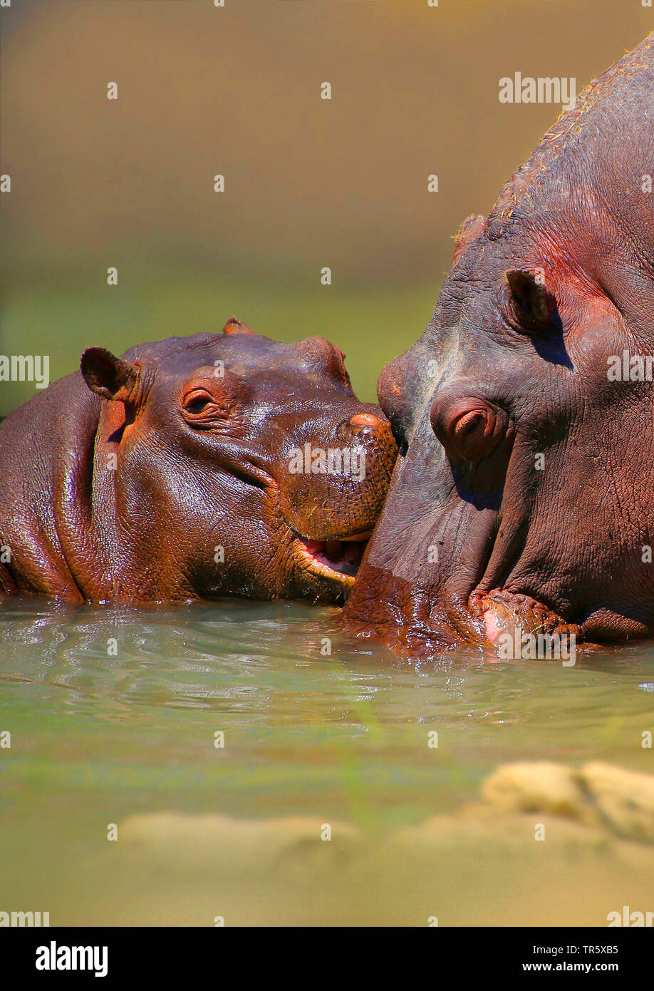 hippopotamus, hippo, Common hippopotamus (Hippopotamus amphibius), young animal with mother in the water Stock Photo