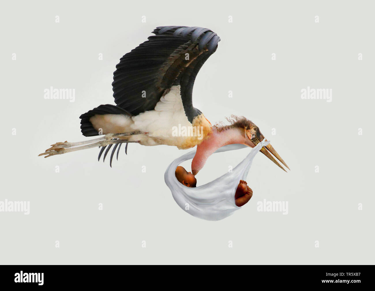marabou stork (Leptoptilos crumeniferus), delivering an African baby, in flight Stock Photo
