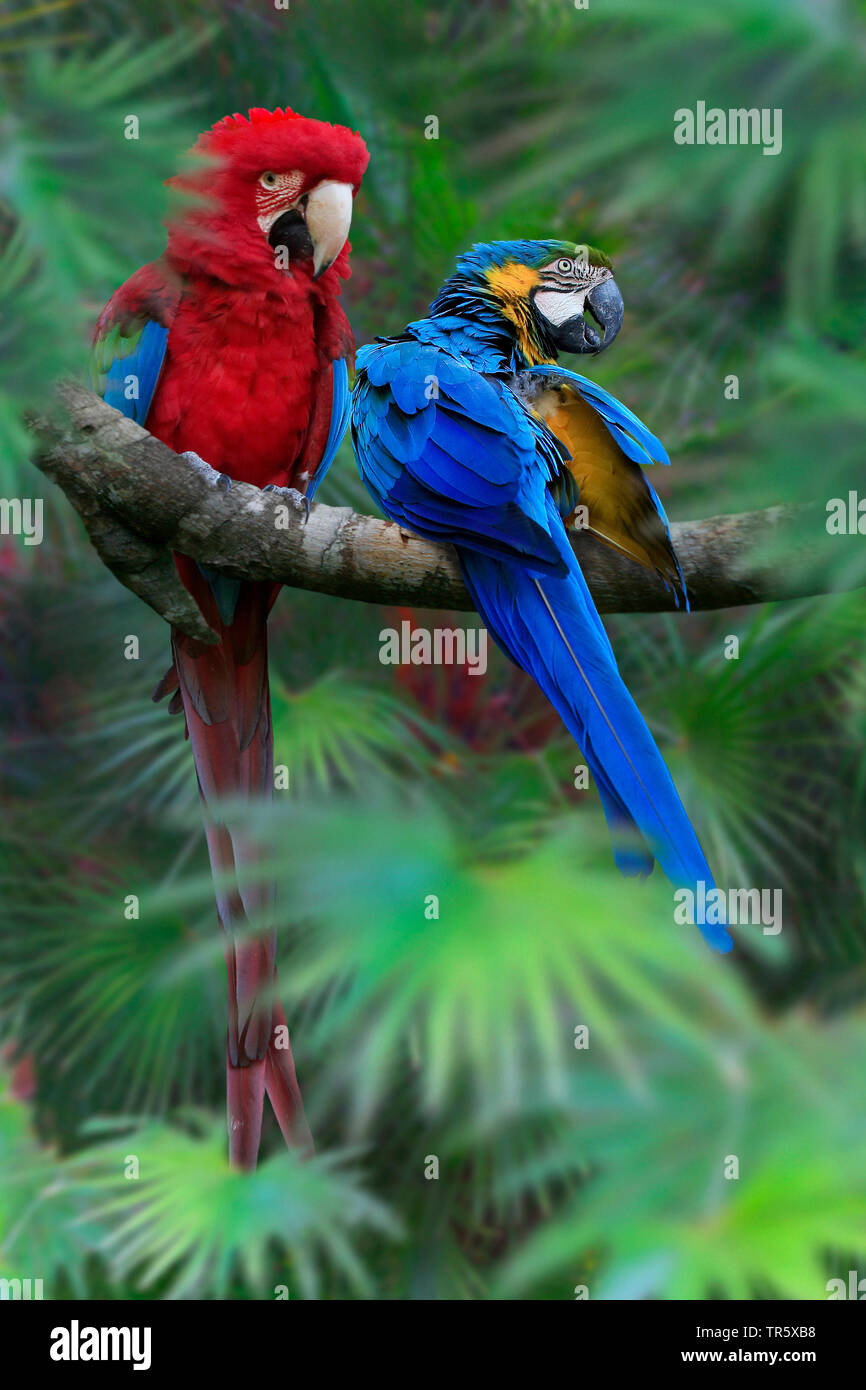 Green-winged Macaw (Ara chloroptera), sitting on a branch together with Blue-and-yellow macaw Stock Photo