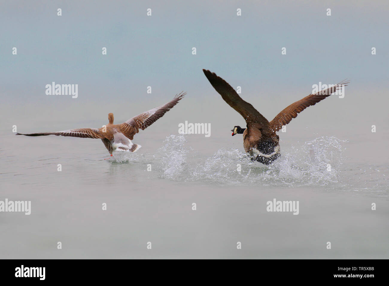 Canada goose (Branta canadensis), chasing away a greylag goose on water, Germany Stock Photo