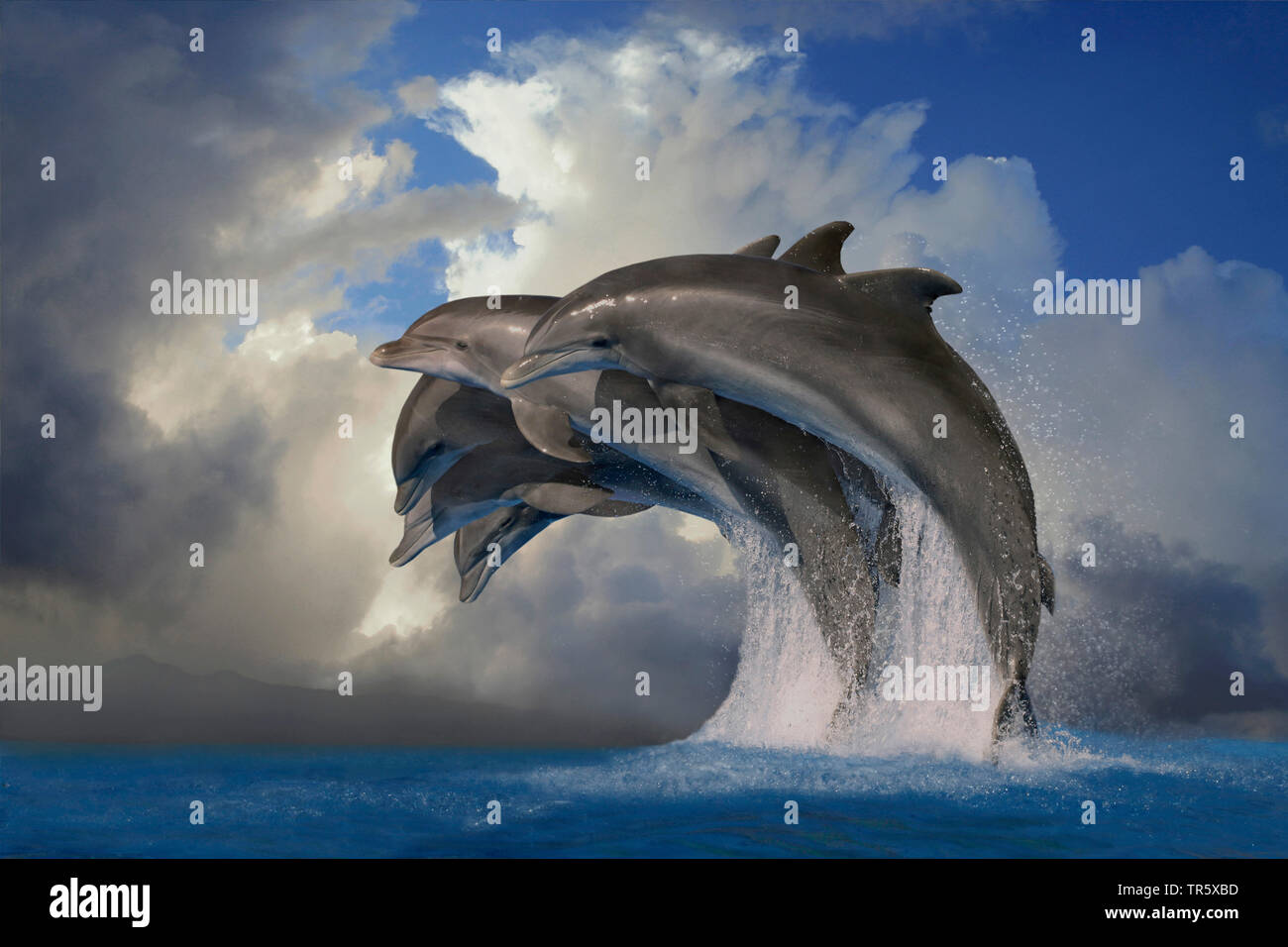 Bottlenosed dolphin, Common bottle-nosed dolphin (Tursiops truncatus), group jumping Stock Photo