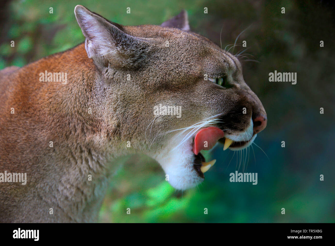 Puma, Mountain lion, Cougar (Puma concolor, Profelis concolor, Felis concolor), portrait, with open mouth Stock Photo