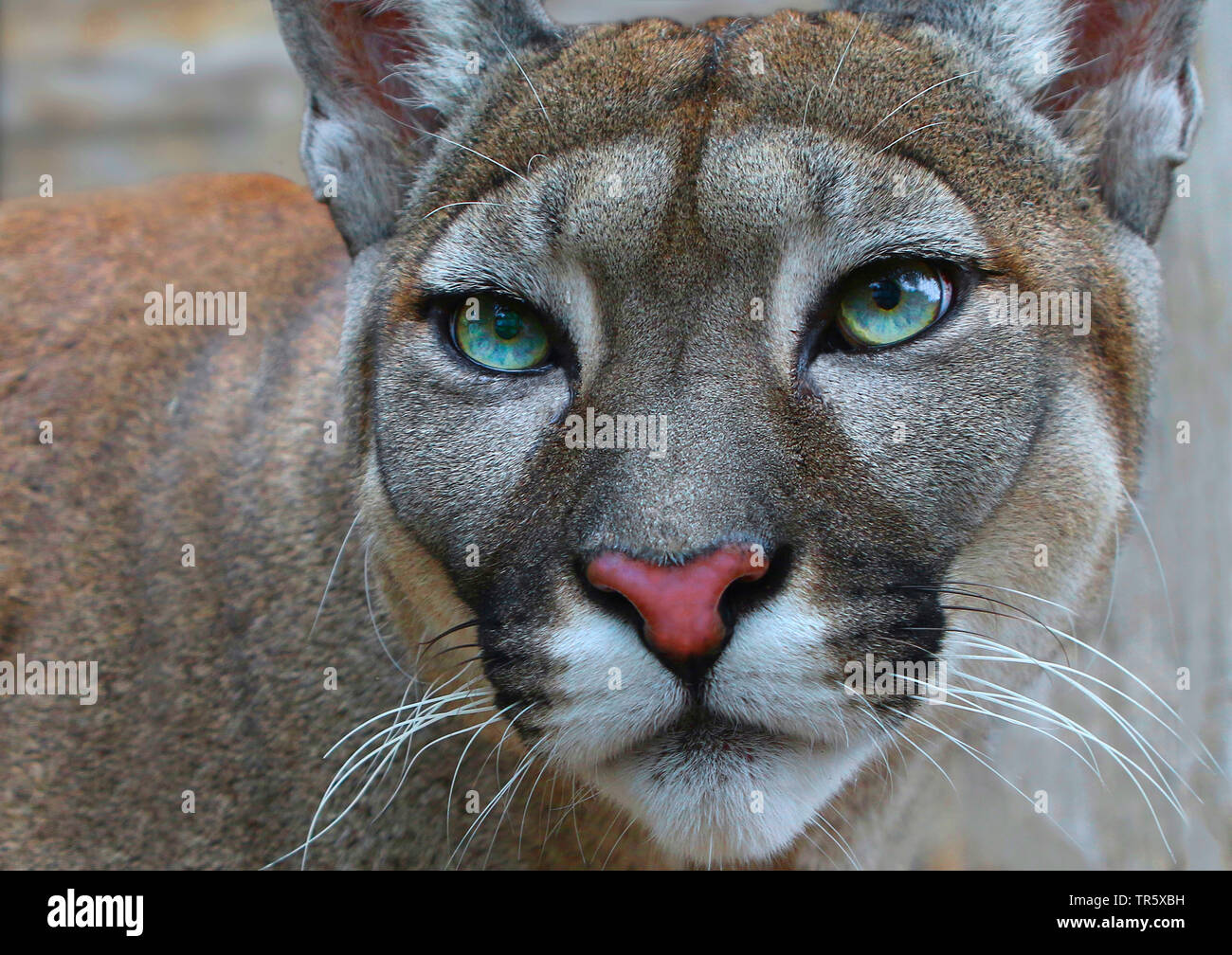 Puma, Mountain lion, Cougar (Puma concolor, Profelis concolor, Felis concolor), portrait, front view Stock Photo