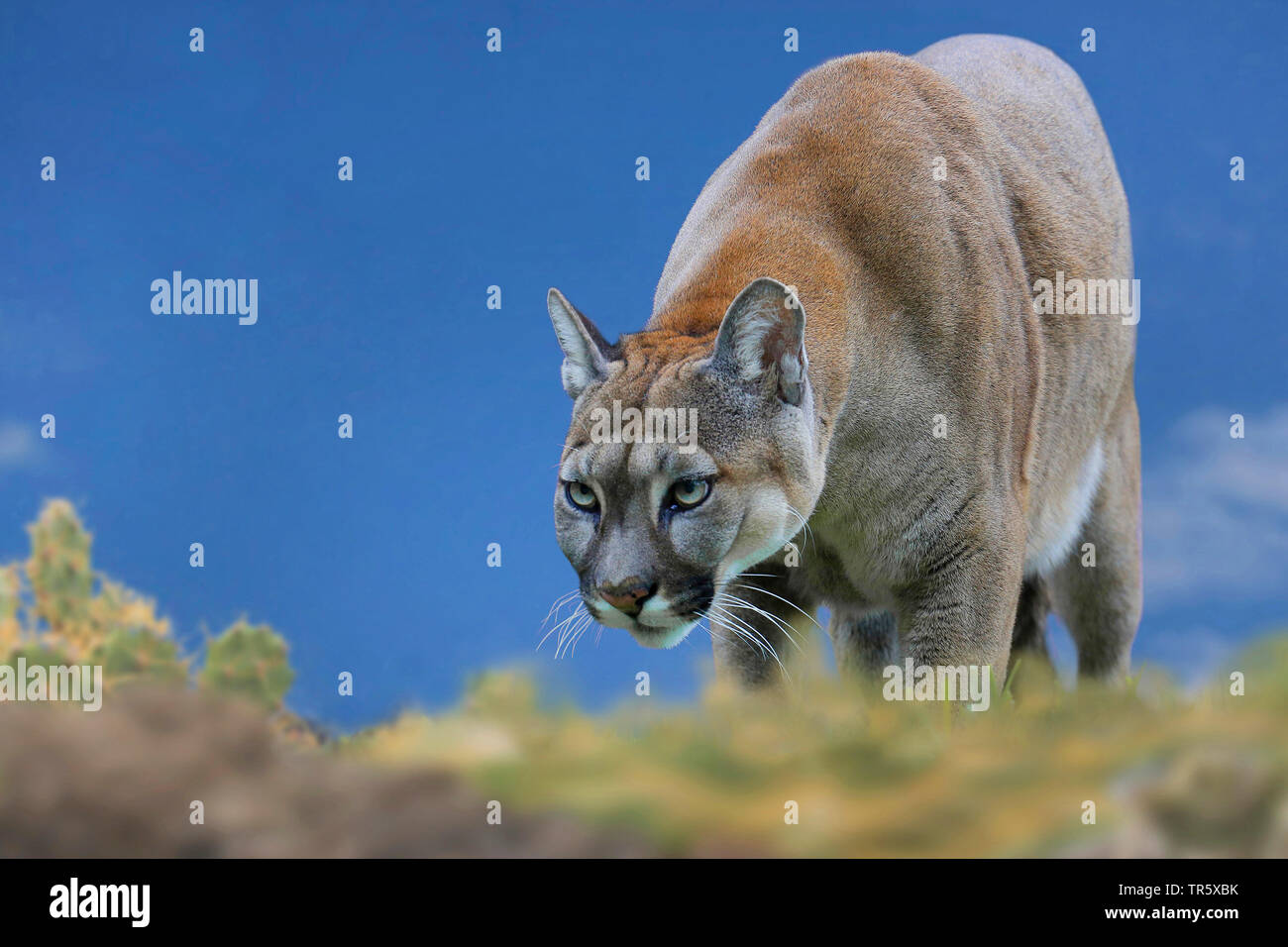 Puma, Mountain lion, Cougar (Puma concolor, Profelis concolor, Felis concolor), going foraging Stock Photo