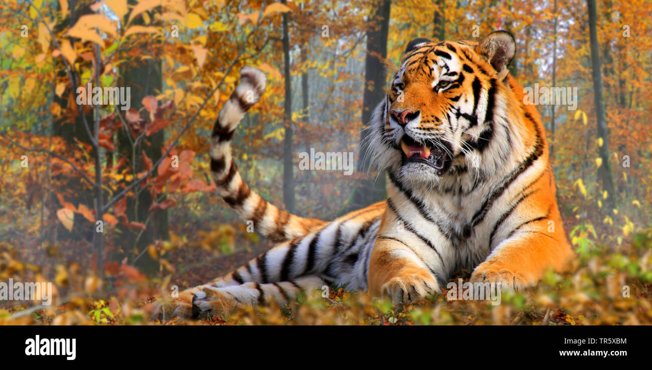 Siberian tiger, Amurian tiger (Panthera tigris altaica), lying in  an autumn forest, Russia, Siberian Stock Photo