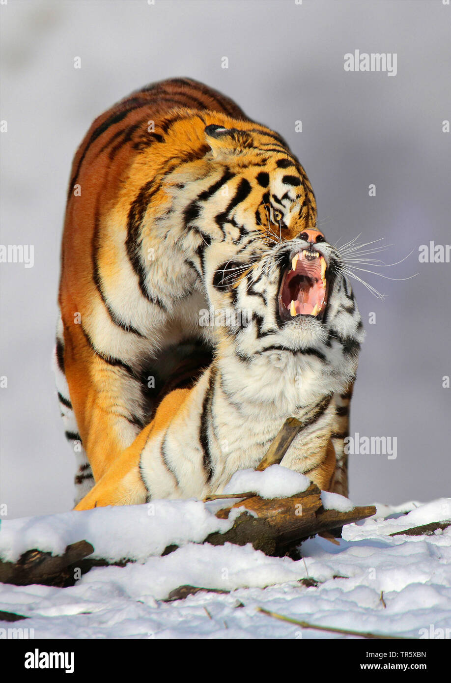 Siberian tiger, Amurian tiger (Panthera tigris altaica), mating tiger pair, front view, Russia, Siberian Stock Photo