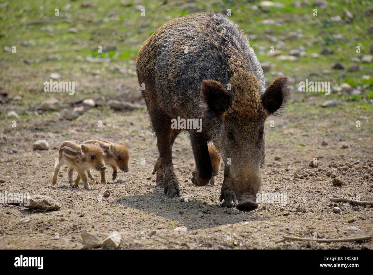wild boar, pig, wild boar (Sus scrofa), wild sow with three shoats searching food, Germany Stock Photo