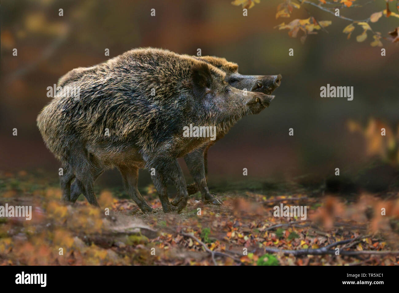 wild boar, pig, wild boar (Sus scrofa), two rivaling wild boars in the forest, side view, Germany Stock Photo