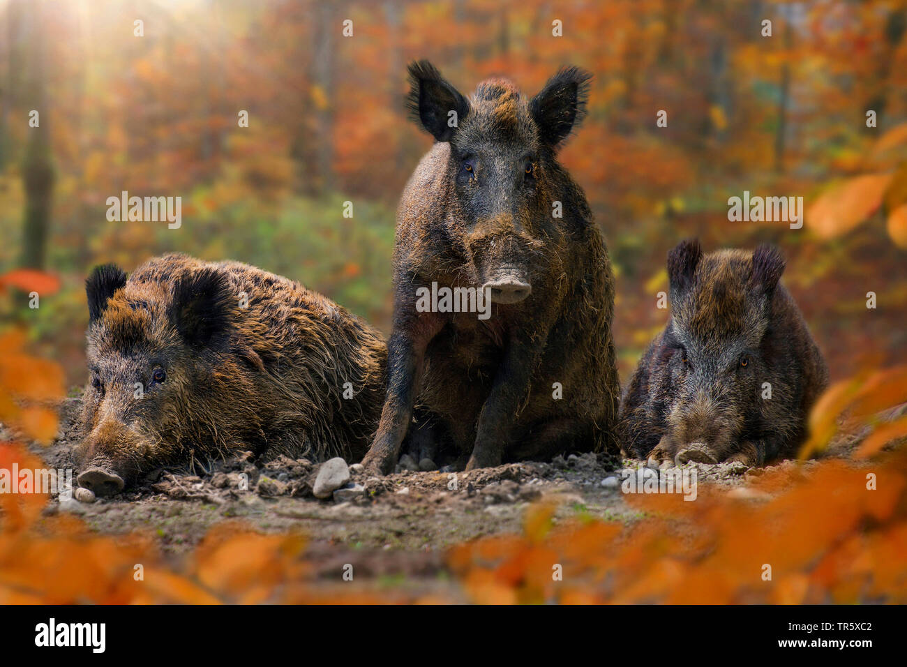 wild boar, pig, wild boar (Sus scrofa), three wild boars in autum forest, Germany Stock Photo