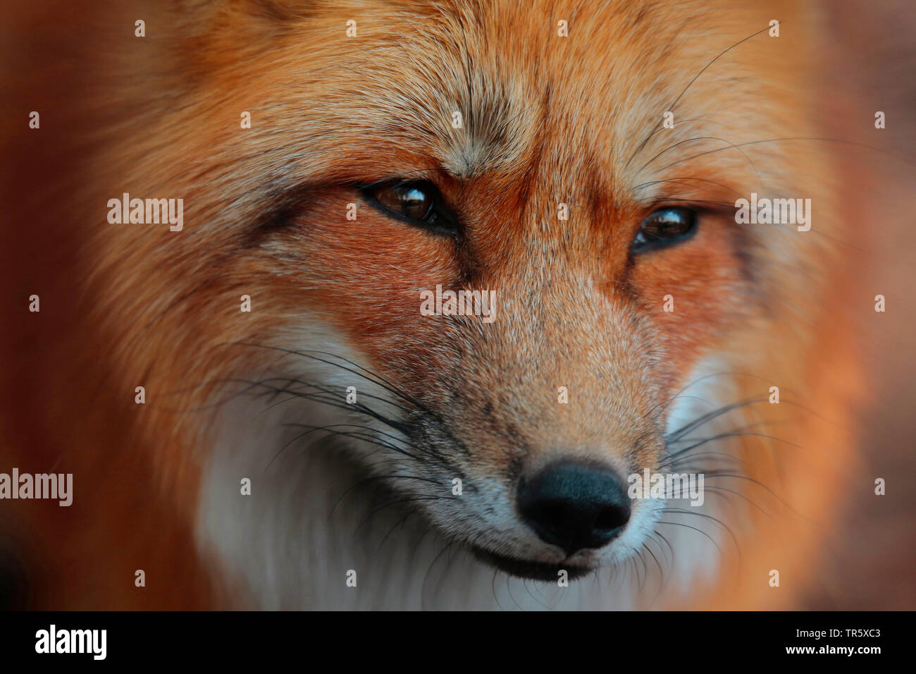 red fox (Vulpes vulpes), portrait, Germany Stock Photo