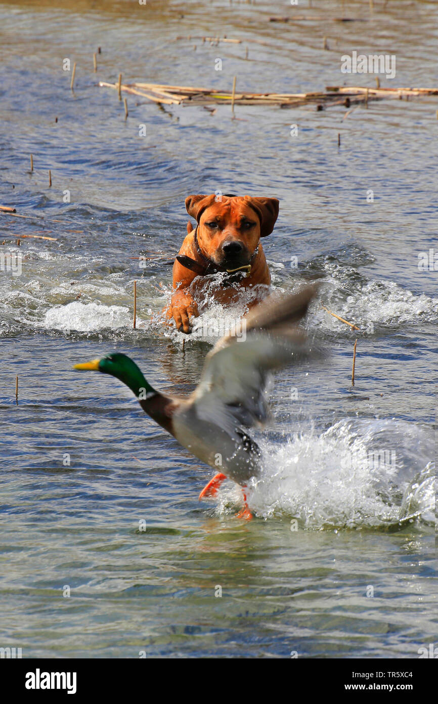Rhodesian Ridgeback (Canis lupus f. familiaris), dog poaching drake mallard in the water, Germany Stock Photo