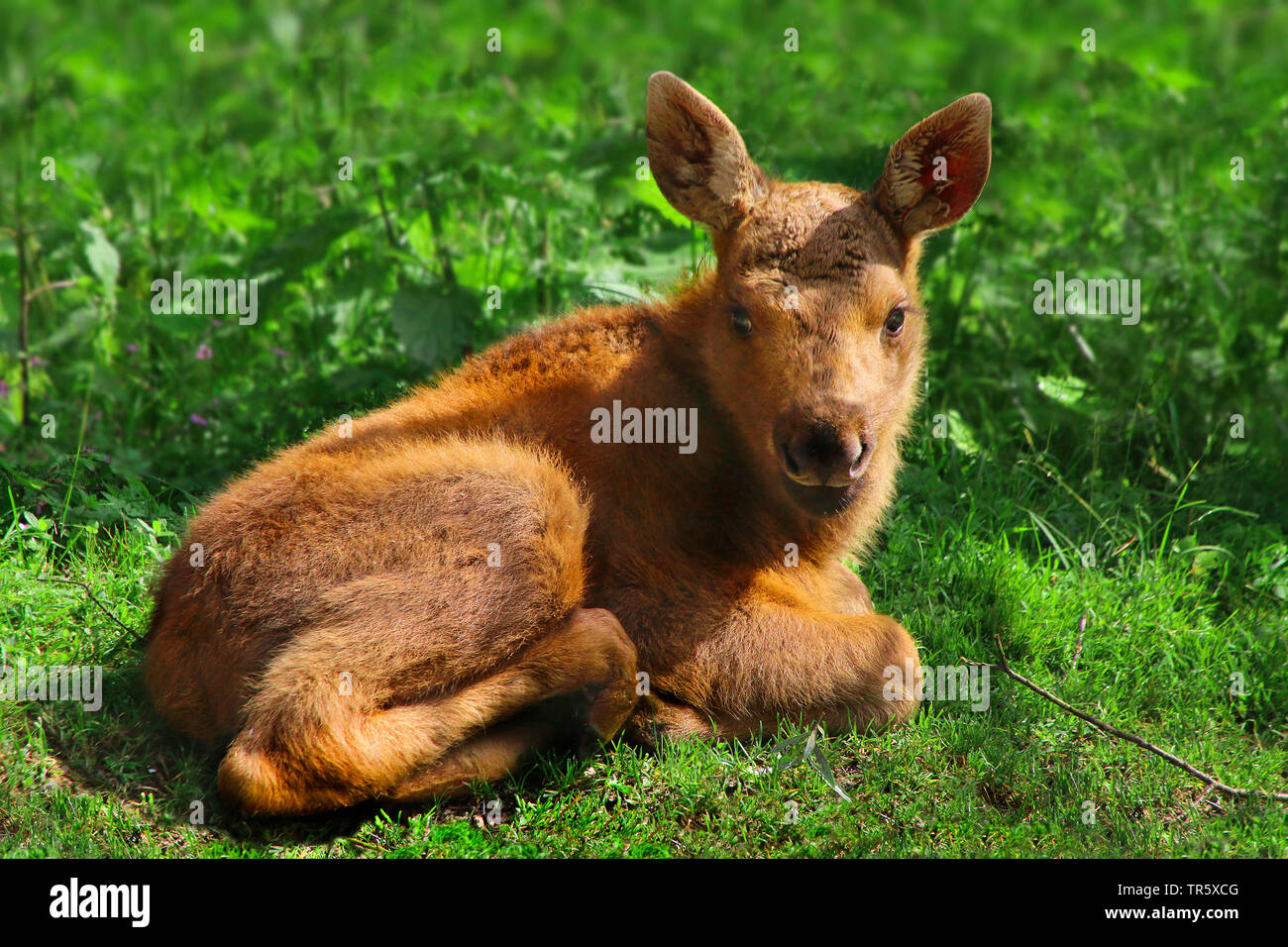 elk, European moose (Alces alces alces), pup lying on a meadow Stock Photo