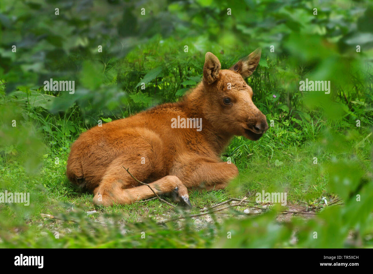 elk, European moose (Alces alces alces), pup lying on a clearing Stock Photo