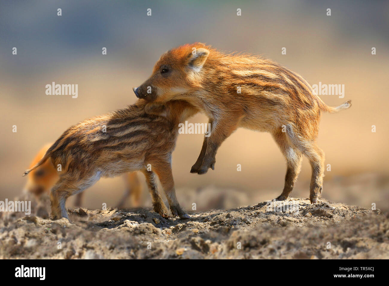 wild boar, pig, wild boar (Sus scrofa), two shoats quarreling, Germany Stock Photo