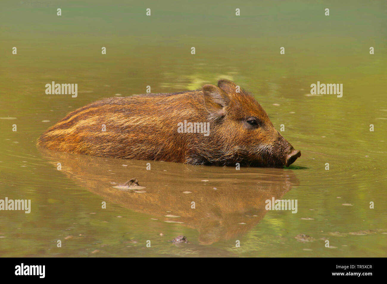 wild boar, pig, wild boar (Sus scrofa), shoats in a hog wallow, Germany Stock Photo