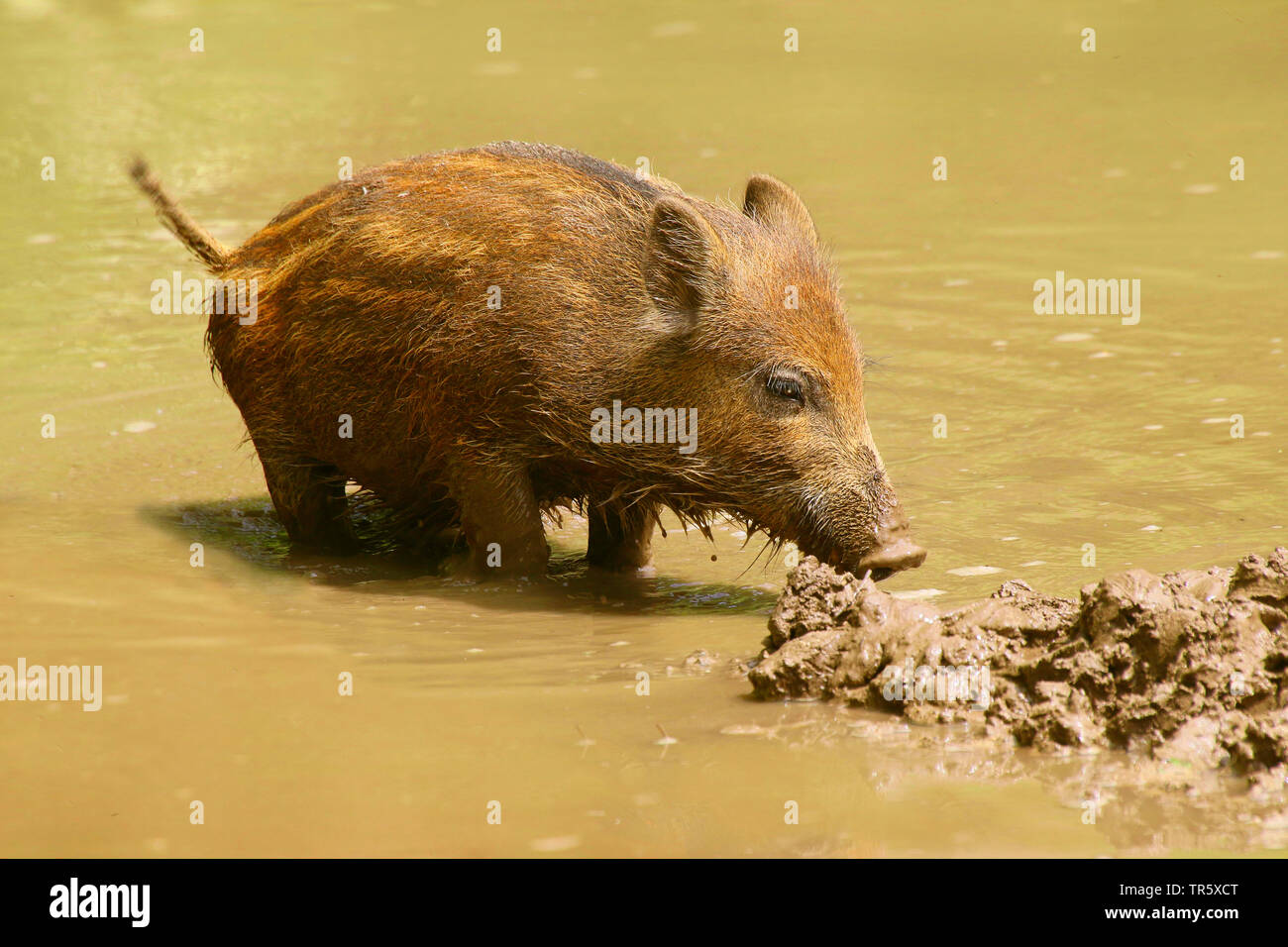 wild boar, pig, wild boar (Sus scrofa), shoats in a hog wallow, Germany Stock Photo