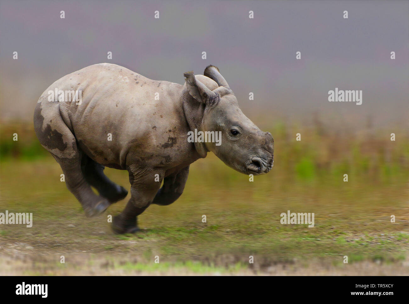 running baby rhinoceros, side view Stock Photo