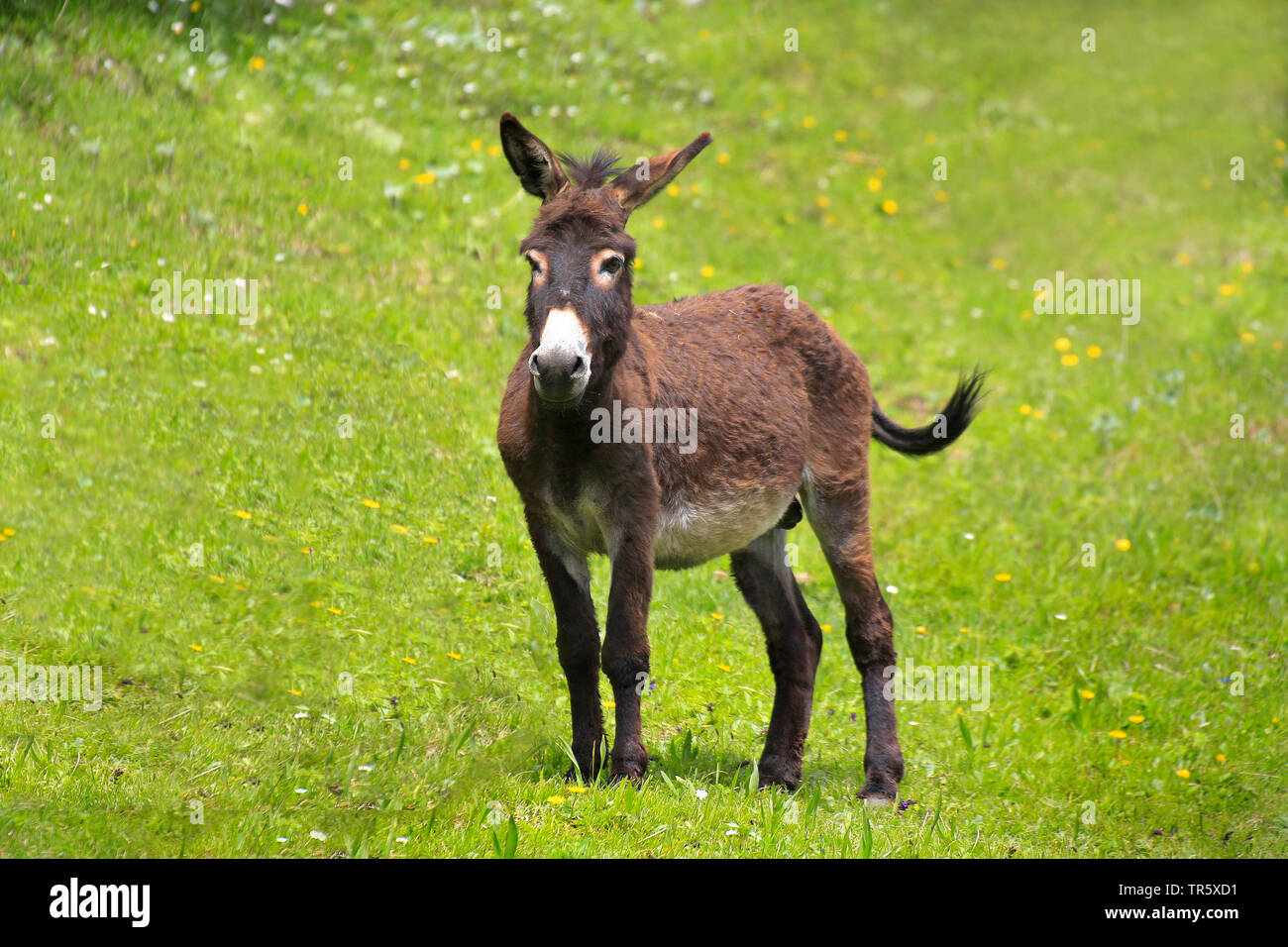 Domestic donkey (Equus asinus asinus), standing on a meadow, Germany Stock Photo