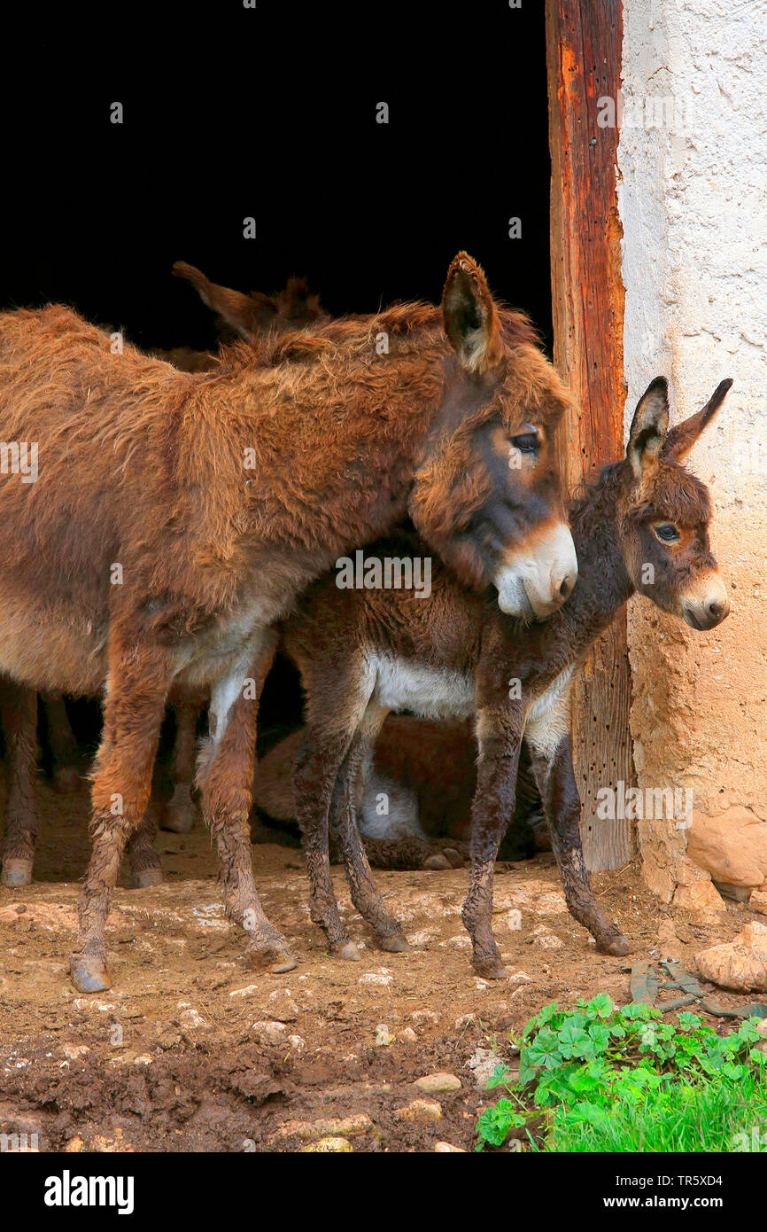 Domestic donkey (Equus asinus asinus), adult with pup in front of a stable, Germany Stock Photo