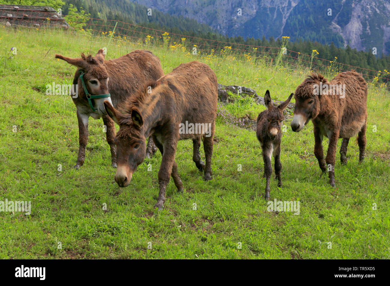 Domestic donkey (Equus asinus asinus), donkey family on a pasture, Germany Stock Photo