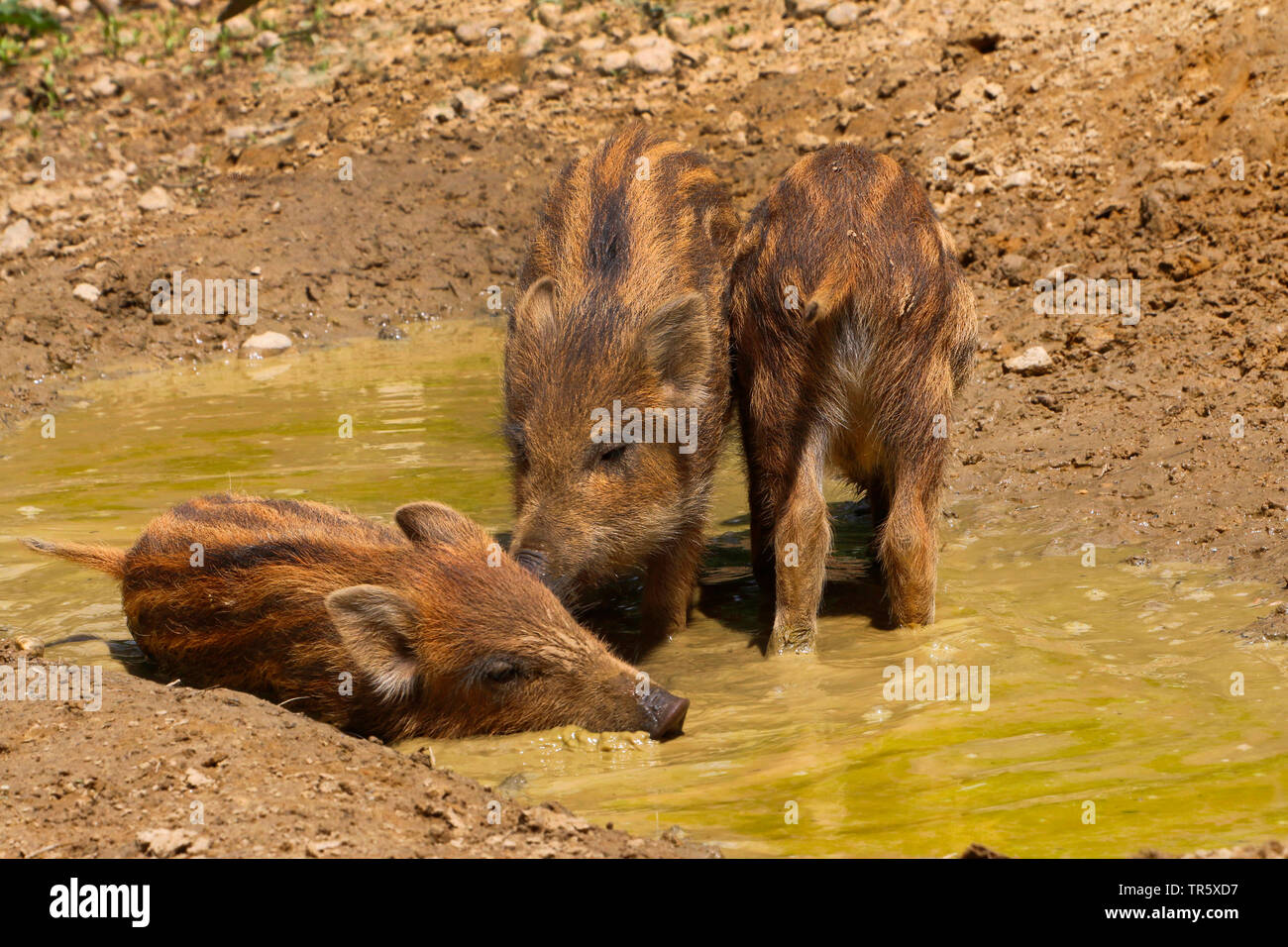 wild boar, pig, wild boar (Sus scrofa), shoats rooting in mud, Germany Stock Photo