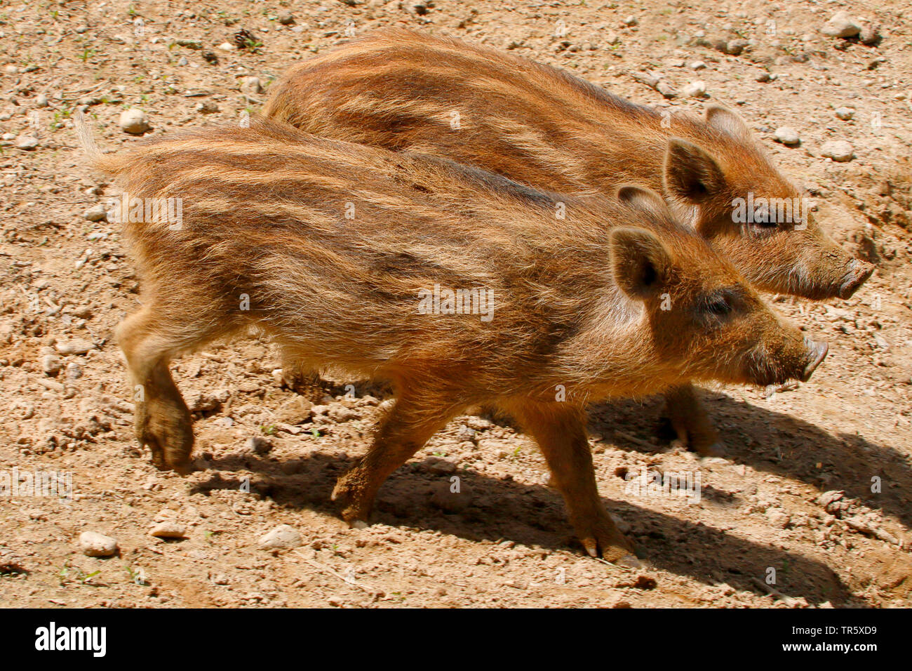 wild boar, pig, wild boar (Sus scrofa), two shoats at a hog wallow, Germany Stock Photo
